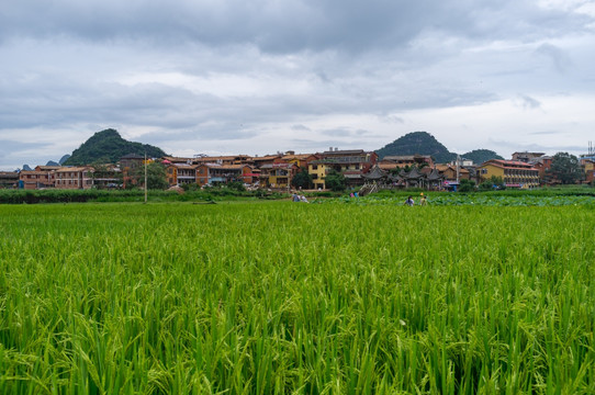 田园 水稻