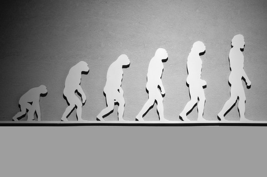 猿到人的进化过程