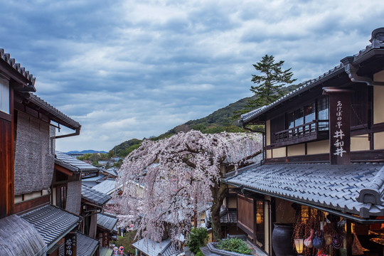 日本京都二年坂枝垂樱