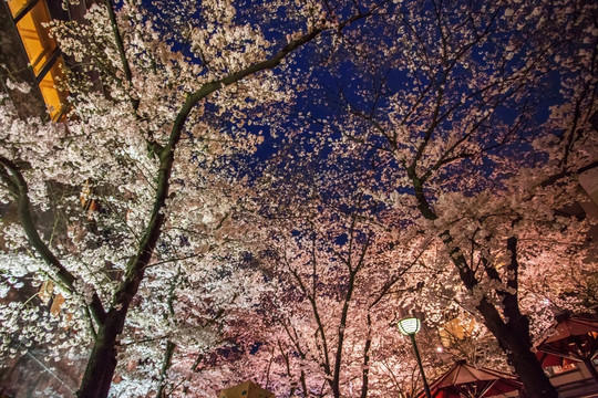 日本白川樱花夜樱绽放盛景