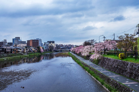 日本京都鸭川畔的樱花树