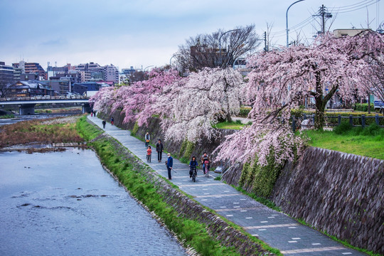 京都鸭川边盛开的樱花树