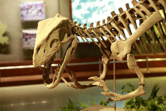 恐龙 化石 头骨 细节 古生物