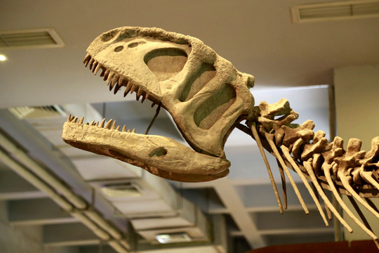 恐龙 化石 霸王龙 古生物