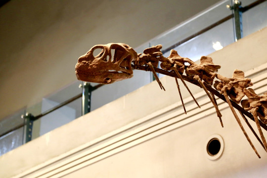 龙头 恐龙 化石 古生物 侏罗