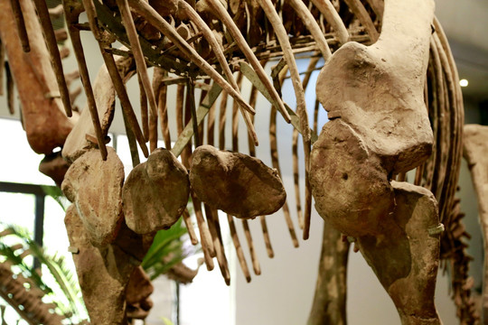 恐龙 化石 细节 腿骨 古生物