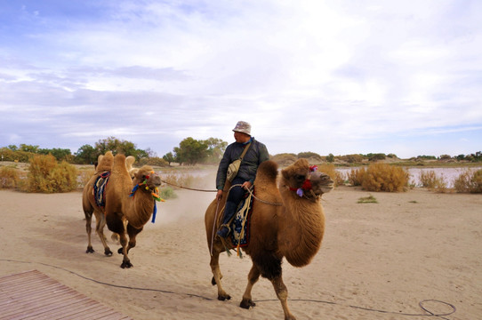额济纳沙漠骆驼摄影
