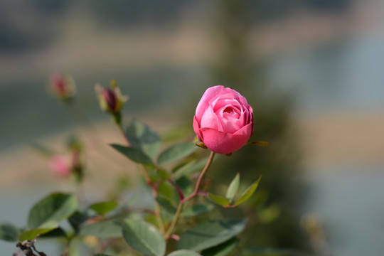 月季花