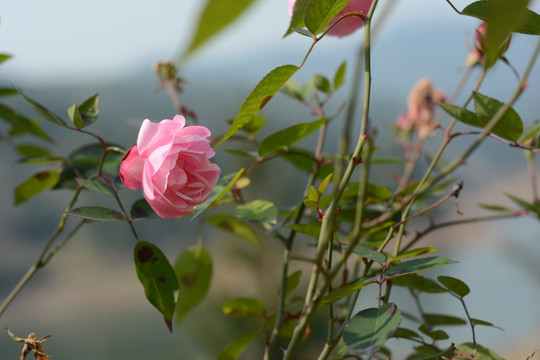 月季花