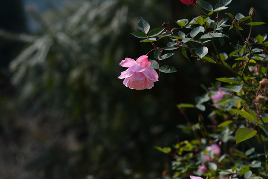 月季花