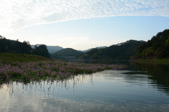 湖景 紫云英