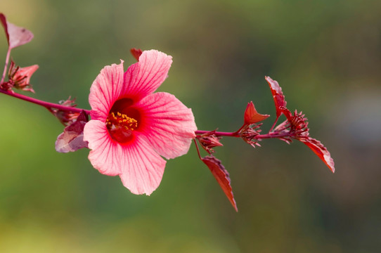 芙蓉花盛开