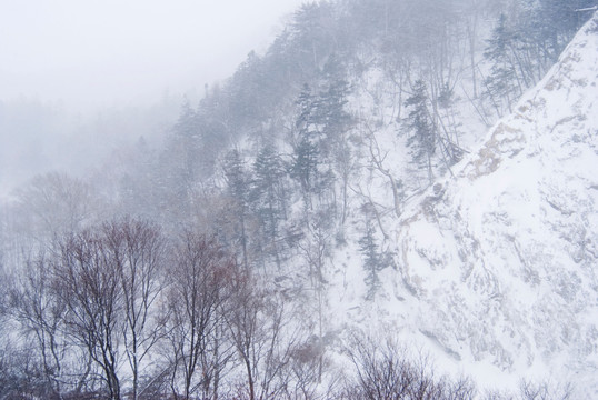 白雪覆盖的山和光秃的树