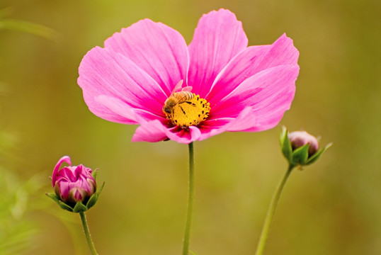 蜜蜂和粉红色雏菊