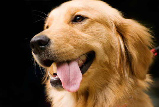 可爱的金毛猎犬伸出舌头