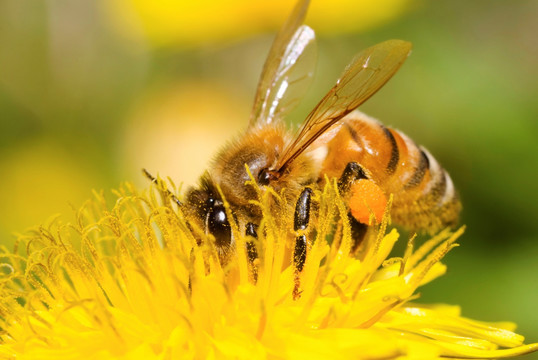 蜜蜂在黄蒲公英上采蜜