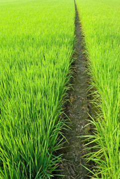 亚洲稻田绿地