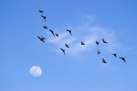 傍晚飞向月亮的鸟
