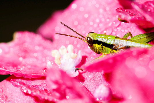 ,蟋蟀藏在粉红色花中
