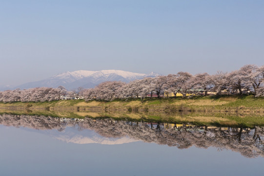 白石河樱花树