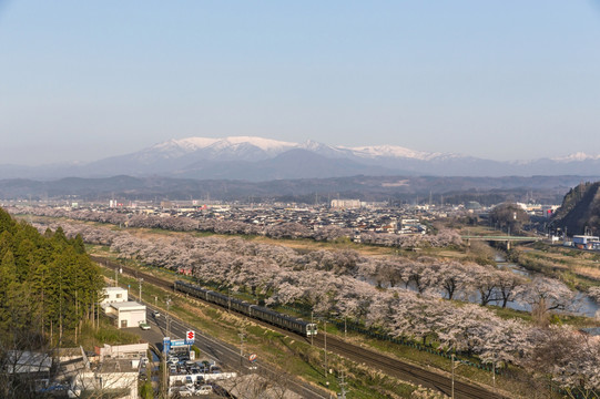 日本白石河樱花