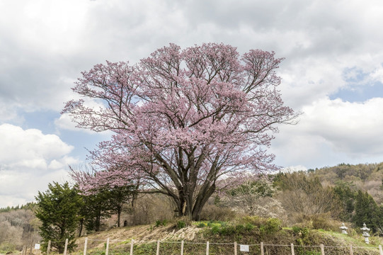 日本樱花树