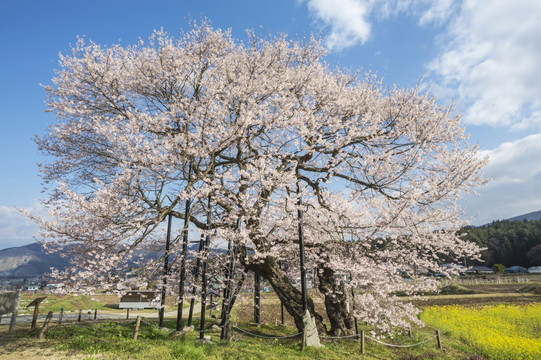 日本福岛州樱花