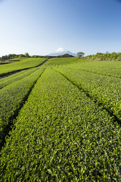 富士山与日本茶园