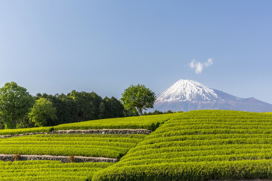 富士山与日本茶园