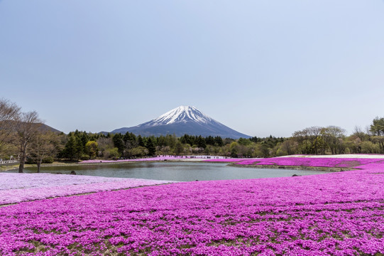 富士山和丛生福禄考