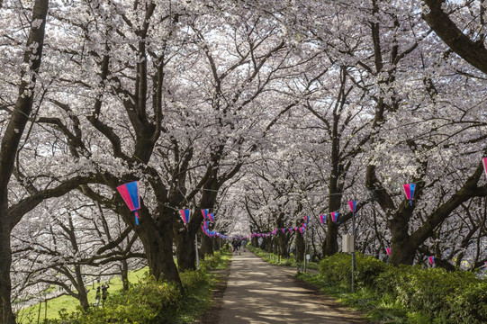 日本埼玉州樱花步道