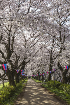 日本埼玉州樱花步道