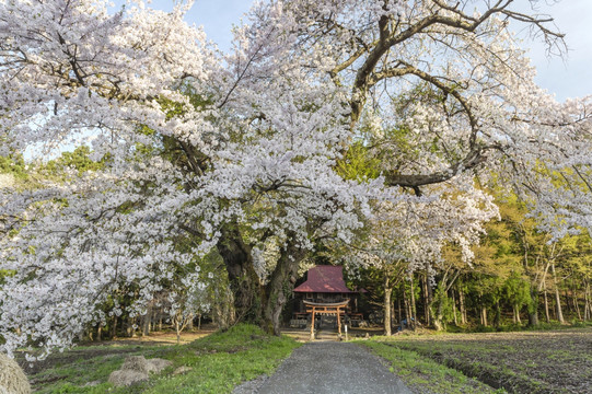 八幡神社