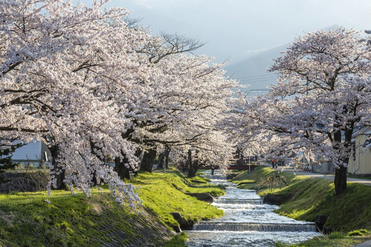 观音寺河