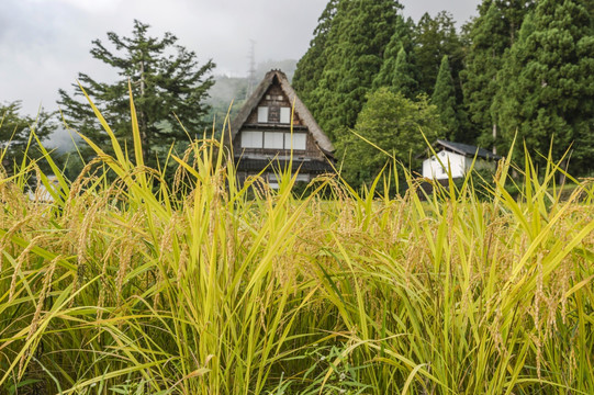 白川乡和五箇山