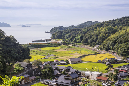 水稻梯田