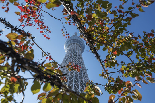 东京晴空塔的塔在日本