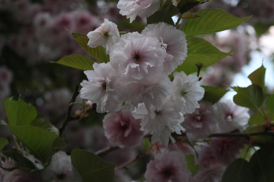 樱花
