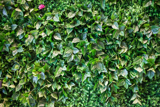 植物墙 绿墙 绿植墙