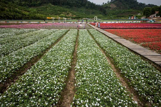 花卉基地