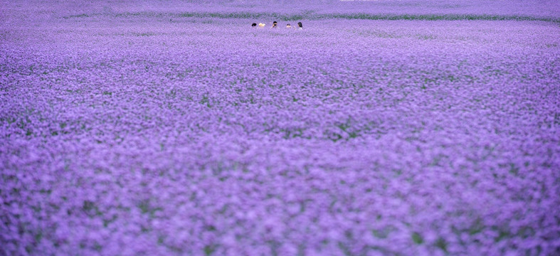 马鞭草 紫色花海