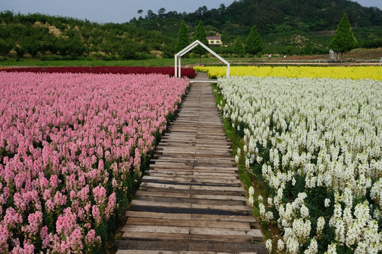 花卉景观