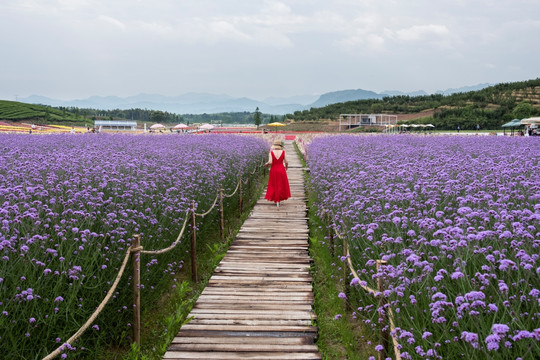 花田