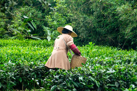 茶叶种植