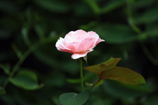 月季花