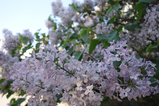 丁香花