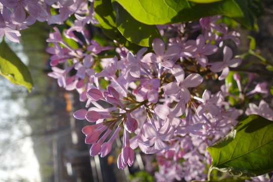 丁香花