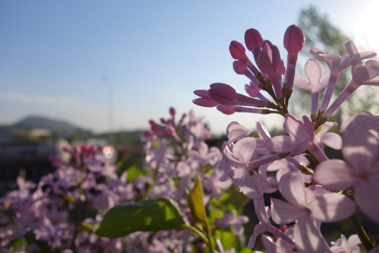 丁香花