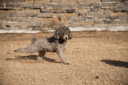 泰迪犬