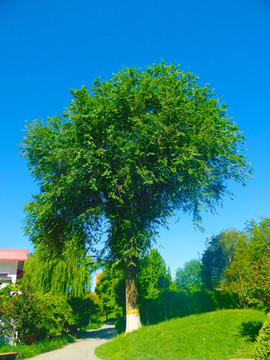 榆树